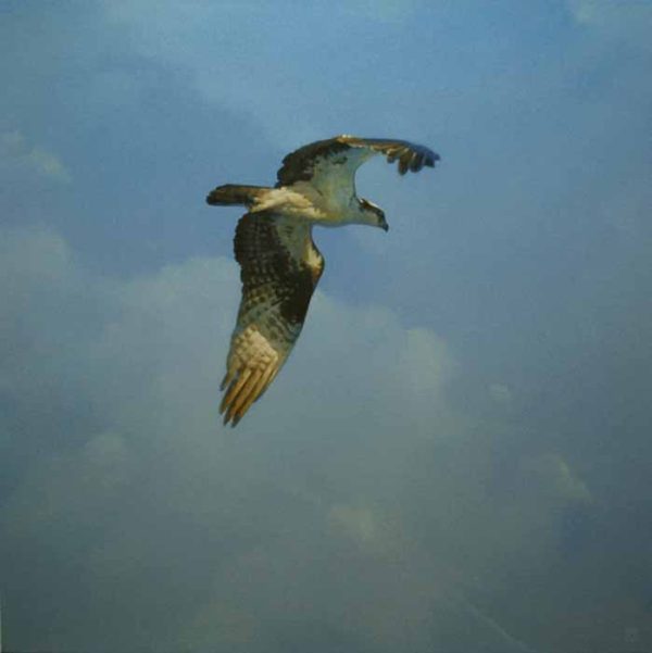 Flight – Osprey by Benjamin M Johnson