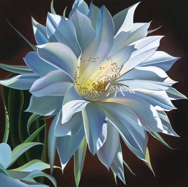 Night Song, Cactus Bloom by Dyana Hesson