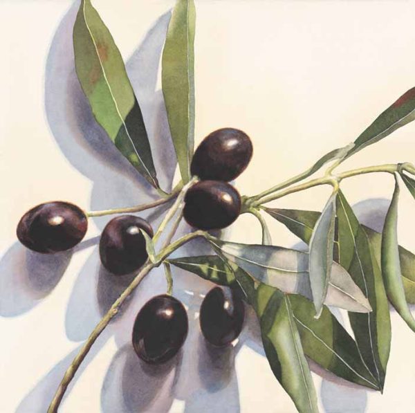 The Olive Branch by Kathrine Lemke Waste
