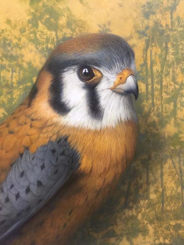Kestrel by Tom Palmore