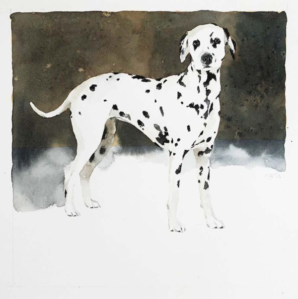 Zoey (Dalmation) by September Vhay