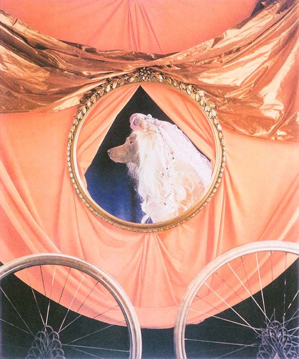 Cinderella Series – Cinderella In Her Coach by William Wegman