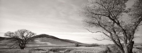 Cottonwoods, Diamond A Ranch, New Mexico (Gray Ranch) by Jay Dusard